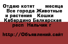 Отдаю котят. 1,5 месяца - Все города Животные и растения » Кошки   . Кабардино-Балкарская респ.,Нальчик г.